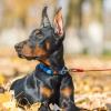imageBV Dog Tie Out Cable 30 Feet  Heavy Duty Dog Lead Up to 125 Pounds  Reflective ampamp RustFree with Quick Release Swivel Clips ampamp 360 Rotating Clasp  TangleFree Dogs Runner for Yard Red Single125lbs 30ft Red