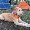 imageBV Dog Tie Out Cable 30 Feet  Heavy Duty Dog Lead Up to 125 Pounds  Reflective ampamp RustFree with Quick Release Swivel Clips ampamp 360 Rotating Clasp  TangleFree Dogs Runner for Yard Red Single90lbs 25ft Silver