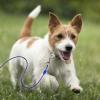 imageBV Dog Tie Out Cable 30 Feet  Heavy Duty Dog Lead Up to 125 Pounds  Reflective ampamp RustFree with Quick Release Swivel Clips ampamp 360 Rotating Clasp  TangleFree Dogs Runner for Yard Red Single60lbs 15ft Blue