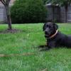 imageBV Dog Tie Out Cable 30 Feet  Heavy Duty Dog Lead Up to 125 Pounds  Reflective ampamp RustFree with Quick Release Swivel Clips ampamp 360 Rotating Clasp  TangleFree Dogs Runner for Yard Red Single125lbs 30ft Red